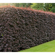 125-150cm Purple Beech Hedging | Fagus sylvatica 'Purpurea' | Bare Root